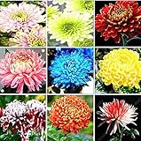 PLAT FIRM GERMINATIONSAMEN: 100Pcs bunte Chrysantheme Samen Seltene Blumensamen Garten Topfpflanzen
