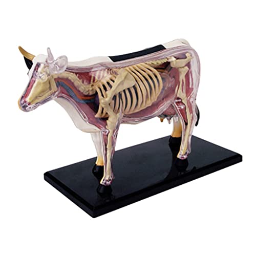 Babal Tierorgan Anatomie Modell 4D Kuh Intelligenz Zusammenbau Spielzeug Unterrichts Anatomie Modell DIY PopuläRwissenschaftliche GeräTe