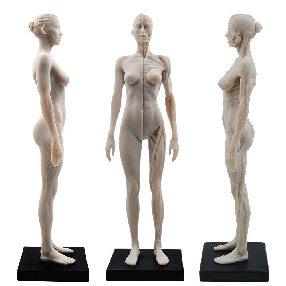 TT DENTAL 27,9 cm weibliche menschliche Anatomie Modell der Kunst Anatomie Figur (weiß)