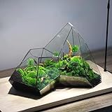 Glas Geometrisches Terrarium, 31 * 18 * 22cm Kleines Geometrisches Terrarium Aus Glas Für Farn Moos Sukkulente Luft Pflanzenhalter Glas Display Pflanzgefäß (Ohne Pflanzen)