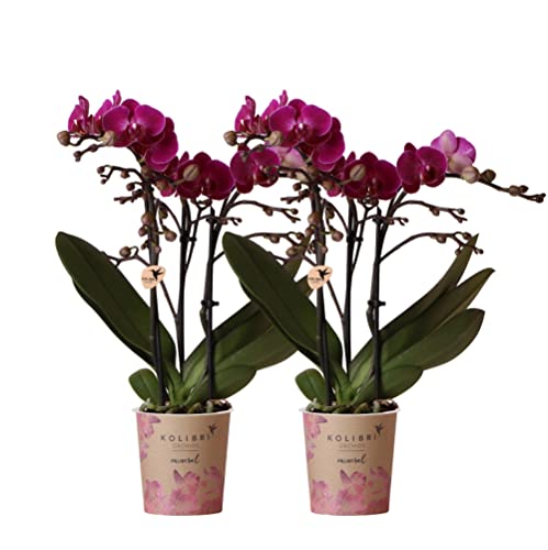 Kolibri Orchideen | COMBI DEAL von 2 lila Phalaenopsis Orchideen - Morelia - Topfgröße Ø9cm | blühende Zimmerpflanze - frisch vom Züchter
