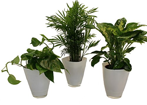 Dominik Blumen und Pflanzen, Tropic-Trio, Efeutute Zimmerpalme mit Dieffenbachia und Dekotopf, weiß