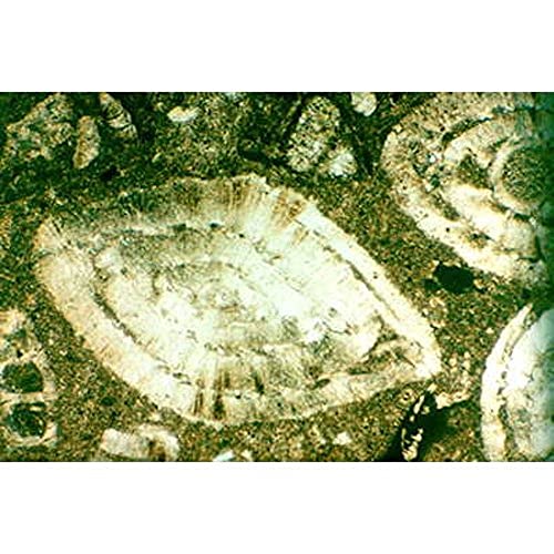 3B Scientific W13152 Gesteinsdünnschliffe, Sedimentite