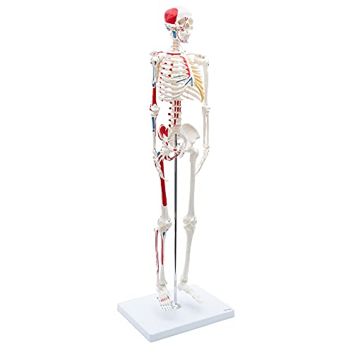 Cranstein A-118 Mini-Skelett Modell mit Muskelbemalung, 85cm - Anatomie-Modell als Lernmodell oder Lehrmittel