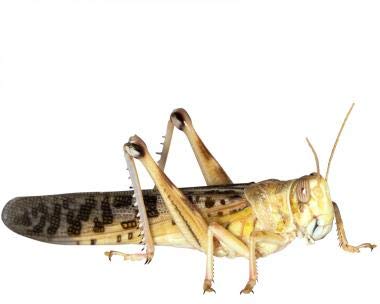 Wüstenheuschrecken Heuschrecken Futterinsekten Reptilienfutter (groß, 100 Stück)