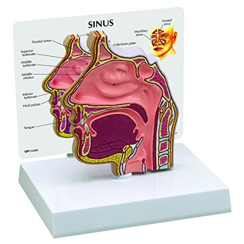 GPI Anatomicals 2850 Nebenhöhlen Modell Querschnitt