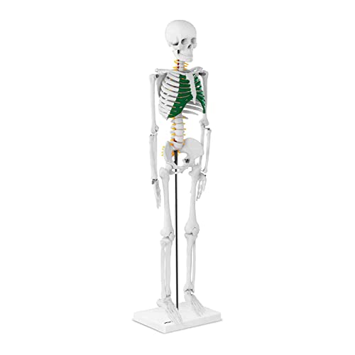 Physa Mini Skelett Anatomie Modell PHY-SK-5 (PVC, Höhe: 85 cm, 3-teiliger Schädel, Standfuß, Knorpel grün koloriert)