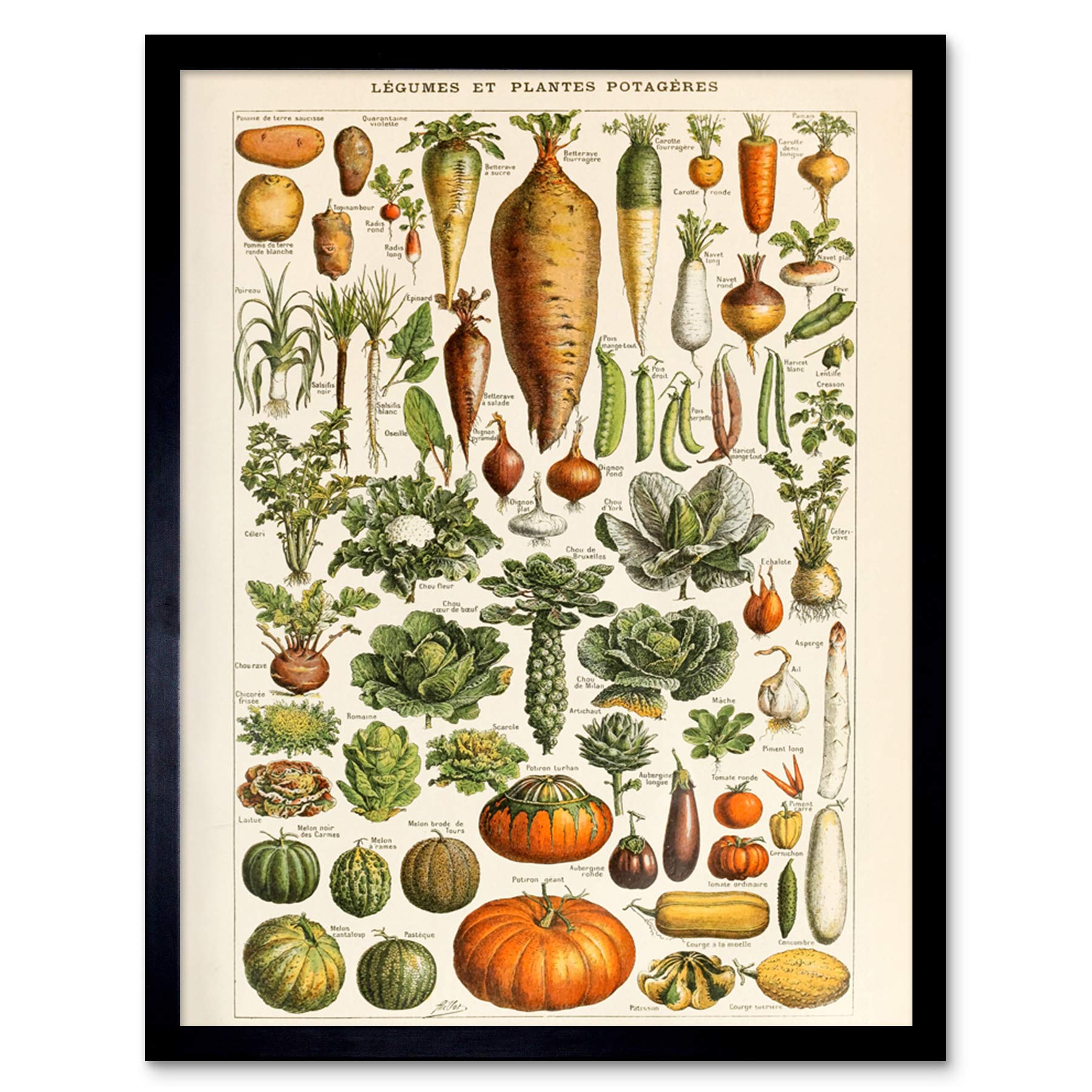 Millot Encyclopedia Page Vegetables Legumes Art Print Framed Poster Wall Decor 12x16 inch Seite Wand Deko
