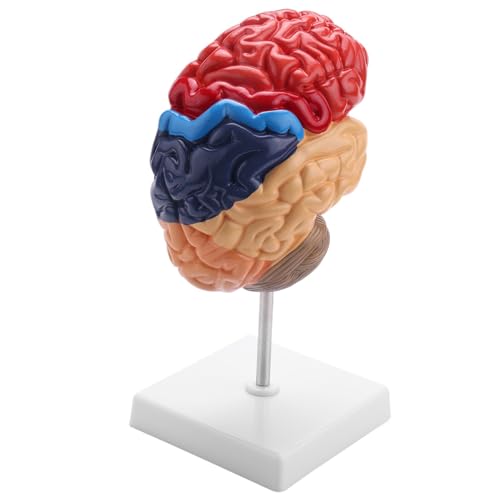 yoligan Gehirn Anatomisches Modell Anatomie 1: 1 Halbes Gehirn Gehirnstamm Medizinisches Lehr Labor ZubehöR