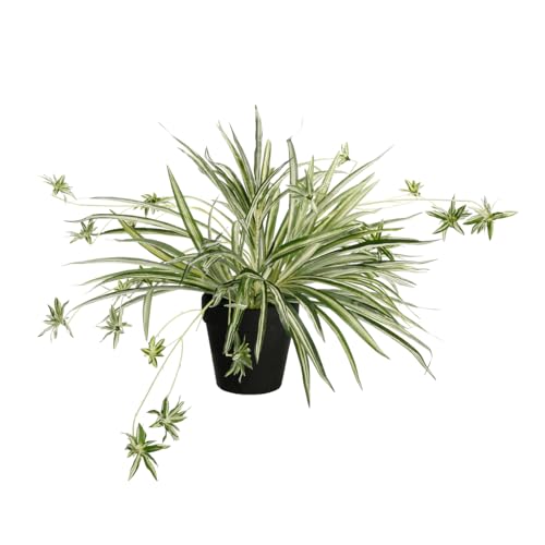 Künstliche Wasserlilie im Topf 40 x 60 cm grün Deko Wasserlilie aus Kunststoff Kunstpflanze Grünlilie Zimmerpflanze