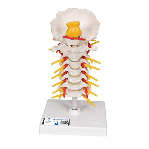 3B Scientific menschliche Anatomie - Halswirbelsäulenmodell, beweglich, auf Stativ - 3B Smart Anatomy