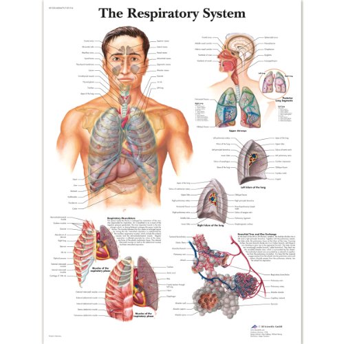 3B Scientific VR1322L Menschliche Anatomie „The Respiratory System“, Poster zum Atmungssystem (englische Version), laminiert