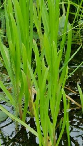 8 Pflanzen Wasserschwaden, starke Wasserreinigung ideal für kleine Teiche, Schwimmteiche, Filterpflanze Teichpflanze Teichpflanzen winterhart
