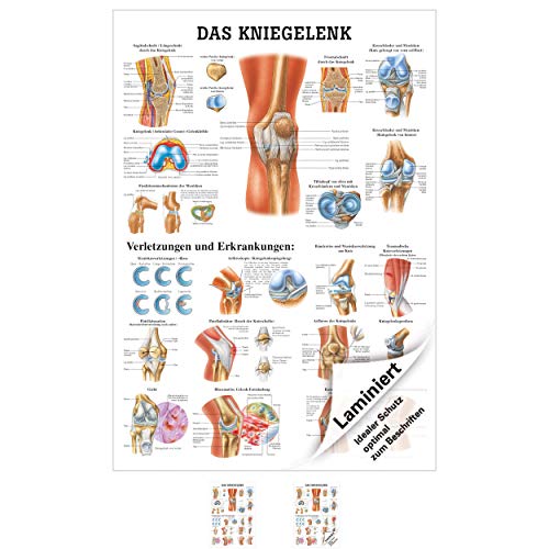 Das Kniegelenk Lehrtafel Anatomie 100x70 cm medizinische Lehrmittel