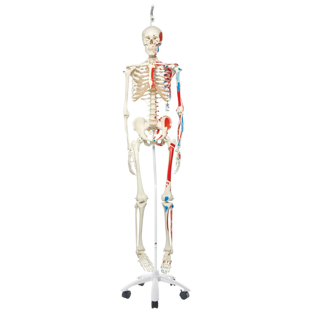 3B Scientific Menschliche Anatomie Skelett Max - mit Muskeldarstellung - Lebensgroß, mit Anatomiesoftware - A11 als Lernmodell oder Lehrmittel - 3B Smart Anatomy, Hängestativ, A11/1