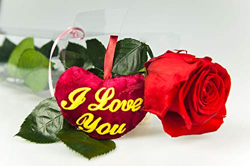 Rosen-Te-Amo, konservierte ewige Rose (40 cm), flauschiges Herz (9) & herunterladbare Grußkarte als zärtliche Geschenk-set. Infinity Rosen: Geschenke für Frauen & Deko Wohn-Zimmer