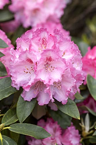 Rhododendron Hybr.'Simona' C 7,5 40-50 Rhododendron 'Simona',winterhart, deutsche Baumschulqualität, im Topf für optimales anwachsen