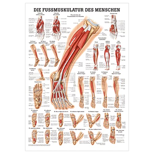 Rüdiger Die Fußmuskulatur Poster Anatomie 70x50 cm medizinische Lehrmittel