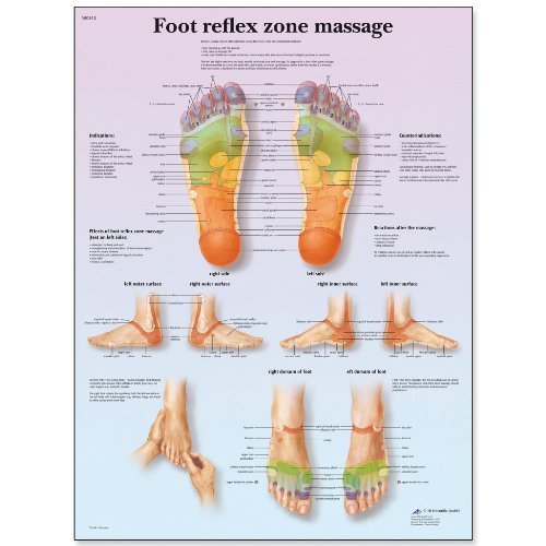 3B Scientific Fussreflexzonen-Massage Diagramm