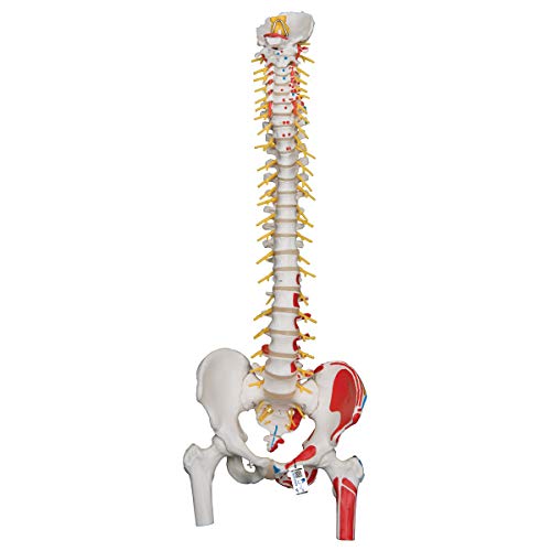 3B Scientific Menschliche Anatomie - Flexibles Luxus-Wirbelsäulenmodell mit Oberschenkelstümpfen und Muskeldarstellung + kostenloser Anatomiesoftware - 3B Smart Anatomy