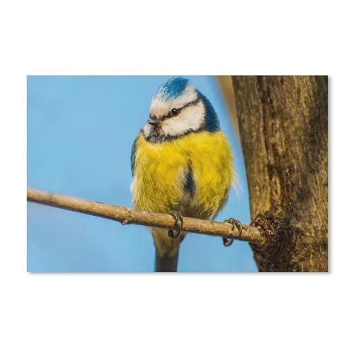 Vogel gelb Blauer Federzweigstamm，Puzzles, 1000-teiliges Puzzle Für Erwachsene Und Kinder Ab 10 Jahren（52x38cm）-A353