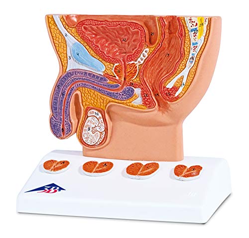 3B Scientific Prostata-Modell, halbe Größe
