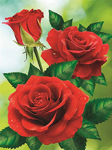 Nicole Knupfer DIY Diamant Painting Kit 5D Strass Diamond Painting Rose Blumen Bilder Full Bohrer Handgemachtes Wanddekoration (9,50x70cm)