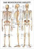 Ruediger Anatomie TA03 Das menschliche Skelett Tafel, 70 cm x 100 cm, Papier
