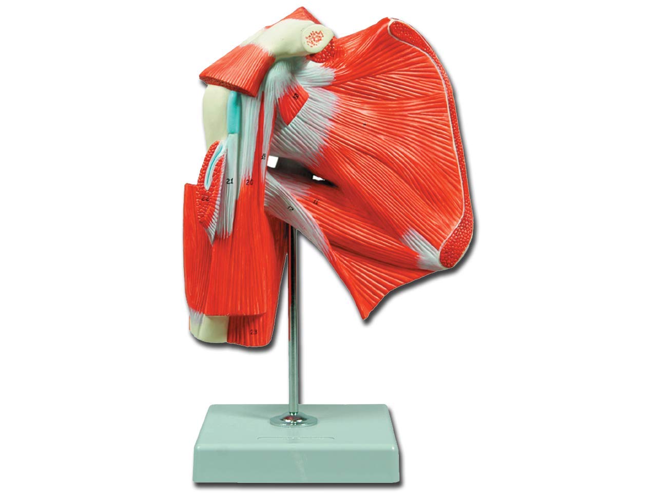 Gima - 1-teiliges, sehr Detailliertes Anatomisches Modell der Menschlichen Schultermuskulatur, 1X-Vergrößerung