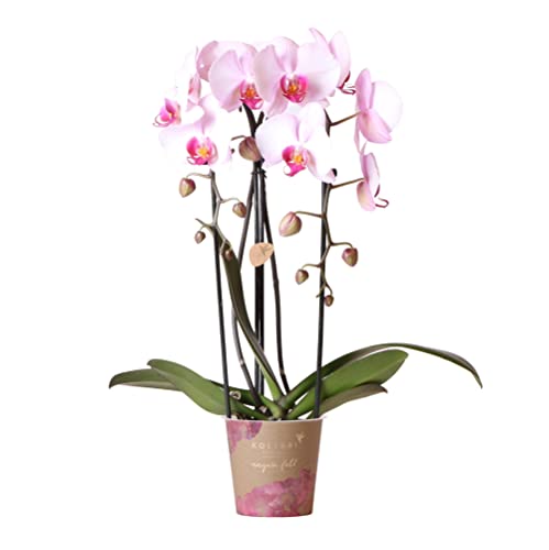 Kolibri Orchideen | rosa Phalaenopsis Orchidee - Niagara Fall - Topfgröße Ø12cm | blühende Zimmerpflanze - frisch vom Züchter