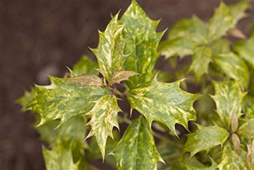 Stachelblättrige Duftblüte Osmanthus heterophyllus 'Tricolor' im Topf gewachsen ca. 30-40cm