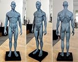 Anatomisches Körpermodell, Schädel, Körper, Muskeln, Knochen, 30 cm hoch, TT Dental