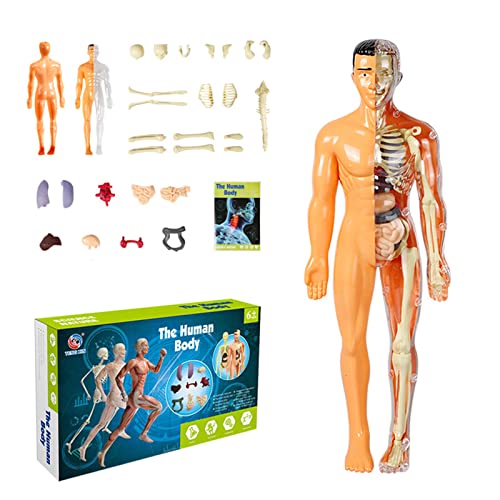 xbiez Menschlicher Torso Körper Anatomie Skelett Modell Mit Abnehmbaren Teilen Für Kinder Vorschulpädagogikbedarf Menschlicher Körper Modell Anatomie Für Kinder Und Erwachsene Abnehmbare Teile