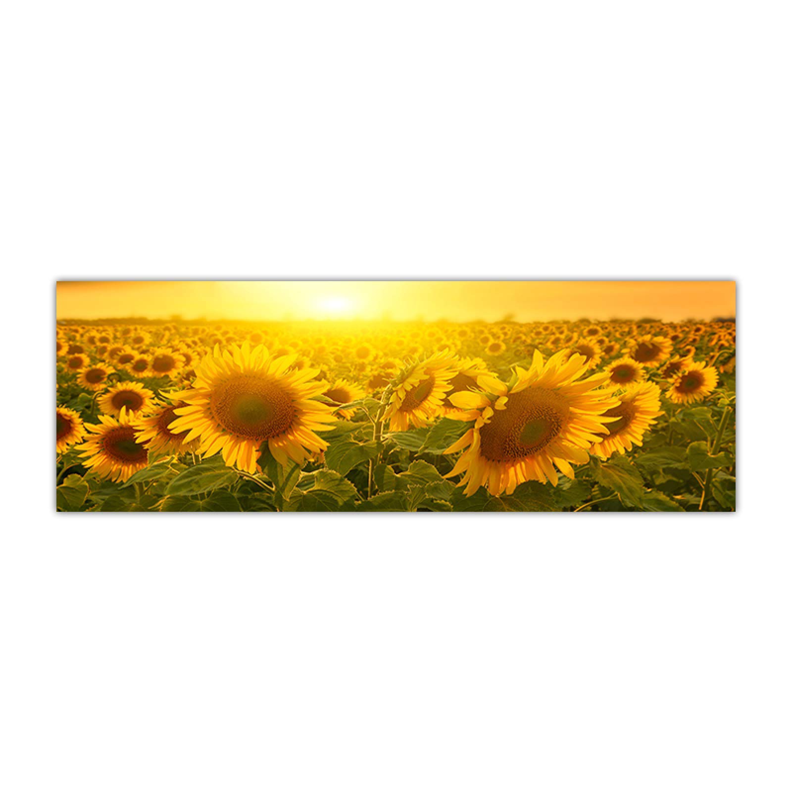 Bilder Landschaft-Sonnenblumenfeld Landschaft Landkunst-Auf Leinwand Drucken-Leinwand Wandkunst Bild Wohnzimmer Dekor 40x120cm Rahmenlos