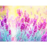 papermoon Vlies- Fototapete Digitaldruck 350 x 260 cm, Lavender Flower