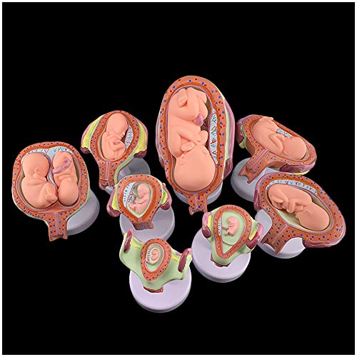 FHUILI Menschliche Schwangerschaft Entwicklungsprozessmodell - Embryonalentwicklung Modell Fetal Modell Acht Teile Schwangerschaft Prozessmodell Embryo Fetus Uterus-Modell (PVC-Material),A