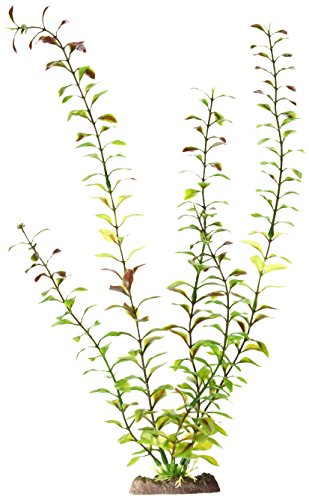 Penn Plax 18? Blooming Ludwigia (Rot)