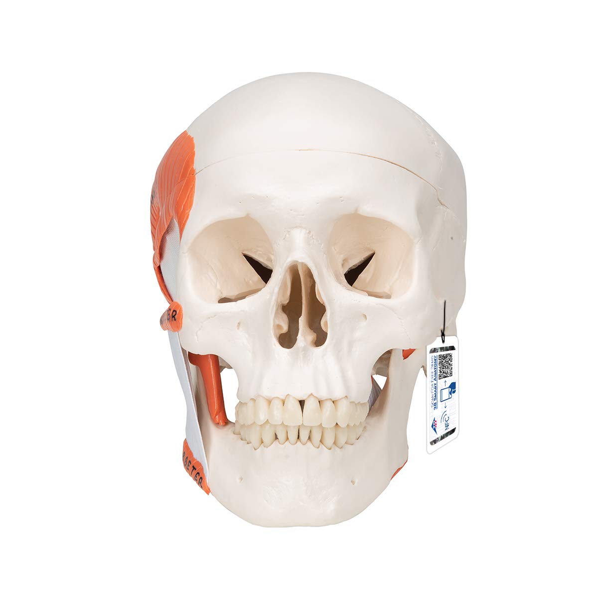 3B Scientific Menschliche Anatomie - Funktionales Schädel Modell mit Kaumuskulatur, 2-teilig + kostenlose Anatomie App - 3B Smart Anatomy, A24