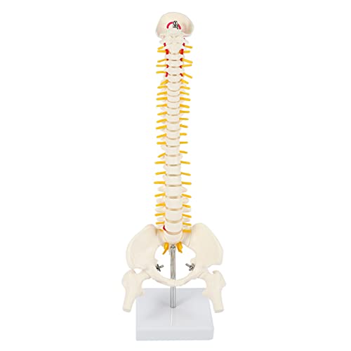 Pmandgk 45Cm Flexibles 1: 1 Lenden WirbelsäUlen Modell für Erwachsene Modell Des Menschlichen Skeletts mit Band Scheiben Modell für Massagen, Yoga