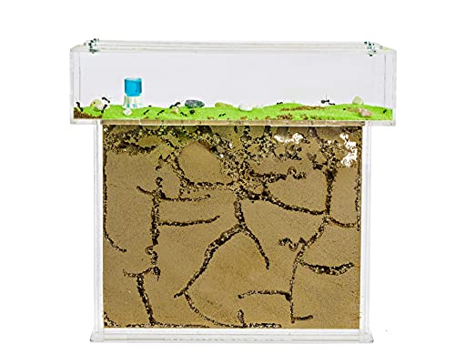 AntHouse - Ameisenfarm aus natürlichem Sand - Grosses Acryl T Kit 25x20x1,5 cm (Gratis Ameisen)