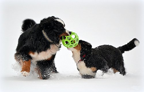 jw Pet Hol-ee Roller Hundespielzeug aus Gummi, Größe 20,3 cm, Größe Jumbo