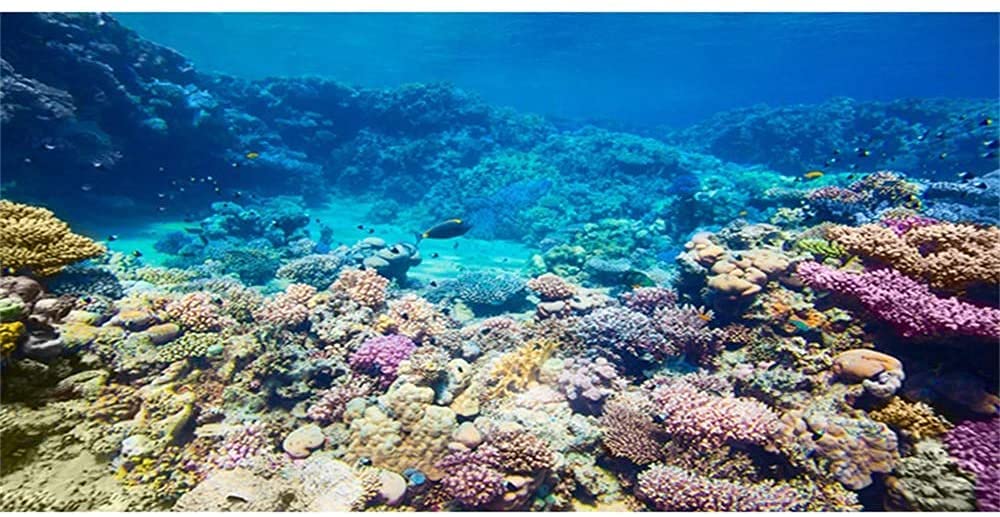 AWERT Hintergrund für Aquarien, Korallenriff, tropische Fische, Untersee-Fische, 183 x 61 cm, robuster Polyester-Hintergrund