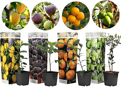 Plant in a Box - Olivenbaum, Zitronenbaum, Feigenbaum und Orangenbaum - 4er Mix Exotische Pflanzen Winterhart - Mediterranen Obstbäumen - Topf 9cm - Höhe 25-40cm