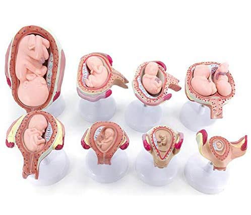 Fetus Entwicklungsmodell - Entwicklung des Fötus Modell - 1 Satz Fetus/Fetus Embryo Schwangerschaft Models - Embryonalentwicklung Modell - für das Studium Anzeige Teaching Medical Modell