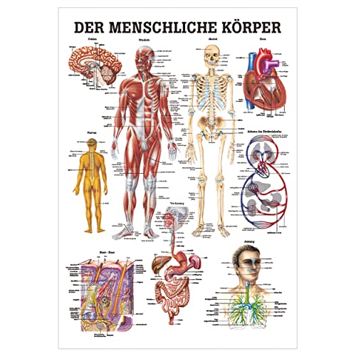 Der menschliche Körper Lehrtafel Anatomie 100x70 cm medizinische Lehrmittel
