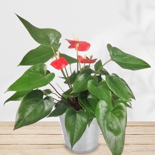Rote Anthurie - Pflanze - Zimmerpflanze - Büropflanze - Inklusive Übertopf - Inklusive Grußkarte