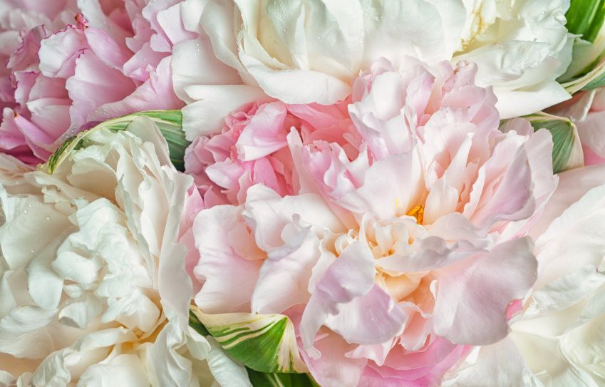 papermoon Vlies- Fototapete Digitaldruck 350 x 260 cm Blooming Peonies