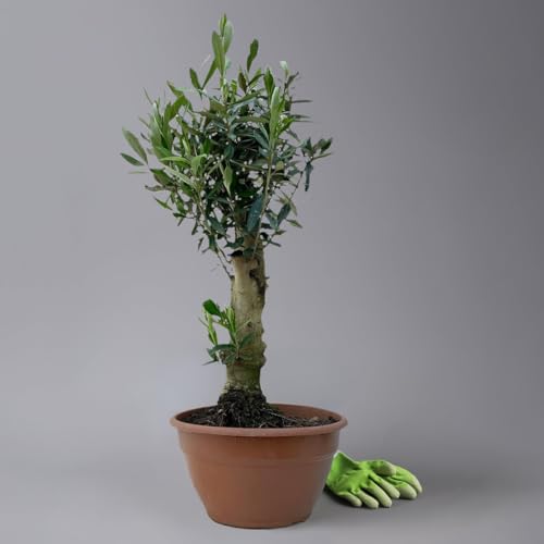Kölle echter Olivenbaum, Olea europaea 'Bonsai', Schale 20 cm, Höhe ca. 45 – 55 cm