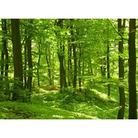 papermoon Vlies- Fototapete Digitaldruck 350 x 260 cm, Forest in Spring