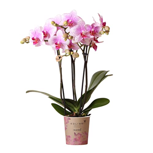 Kolibri Orchids | Rosa Phalaenopsis Orchidee - Mineral Rotterdam - Topfgröße Ø9cm | blühende Topfpflanze - frisch vom Züchter